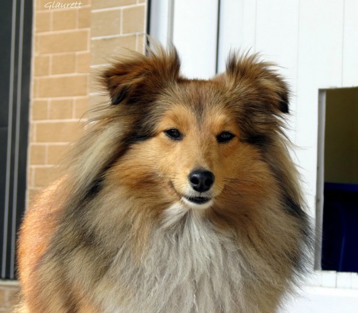 щенки шелти, фотография 2