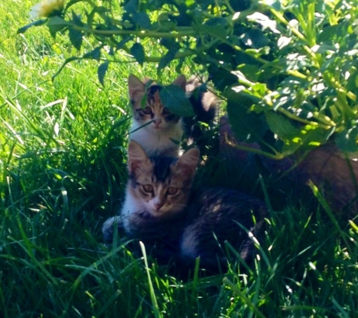 Отдам котят в хорошие руки!, фотография 2