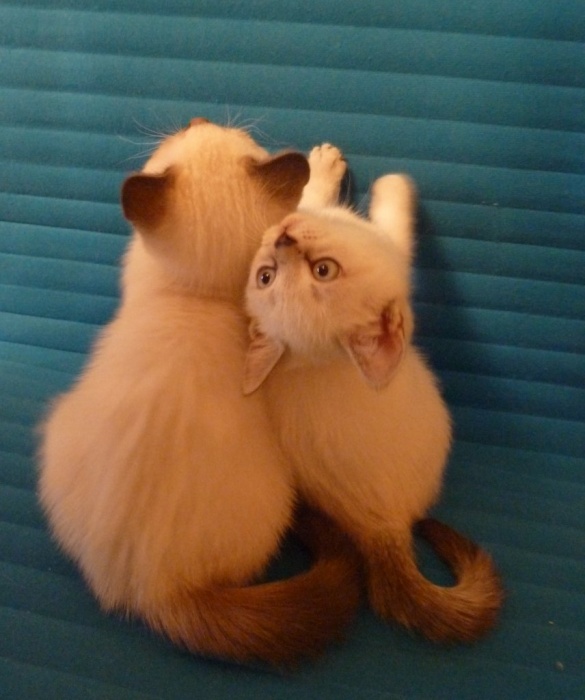 британские котята, фотография 4