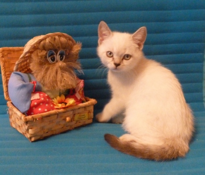 британские котята, фотография 5