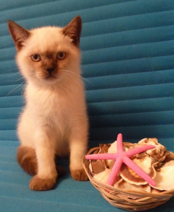 британские котята, фотография 6