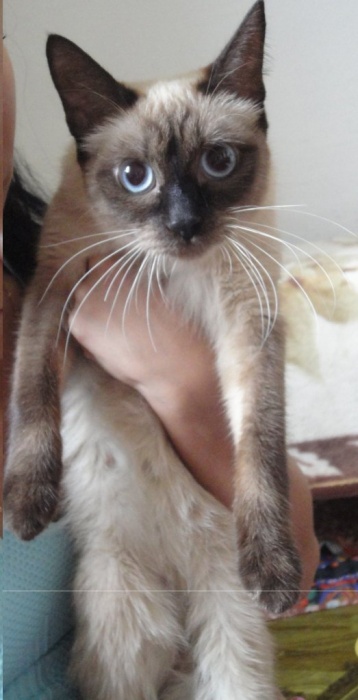 Очаровательная голубоглазка!, фотография 6