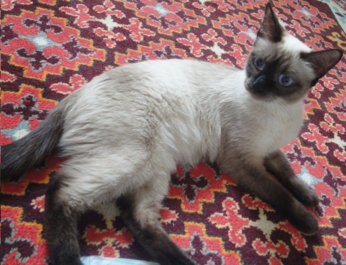 Очаровательная голубоглазка!, фотография 7