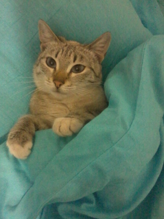 Отдам кота в хорошие руки, фотография 2