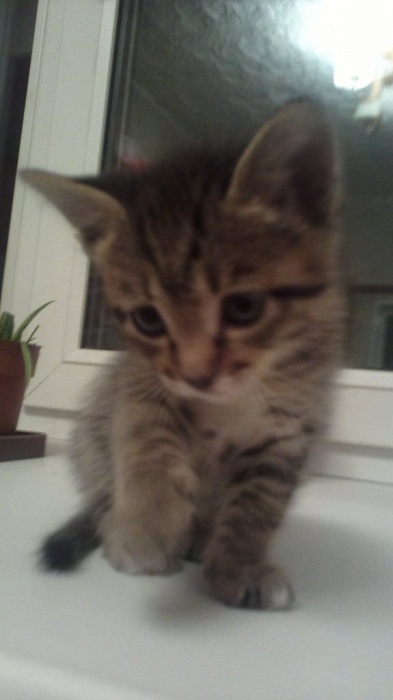 Отдам котят в хорошие руки!!!, фотография 6