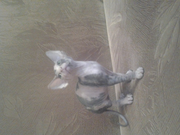 котята сфинксята, фотография 5