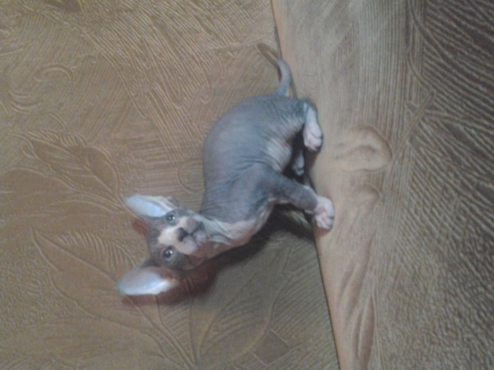 котята сфинксята, фотография 6