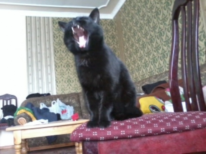 возьму кота кошку или котенка манчкина, фотография 3