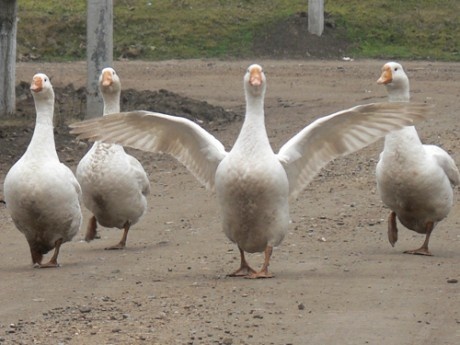 Гусей продаю, фотография 2