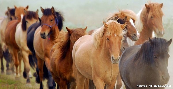 Продаю табун лошадей (кобылу, фотография 3