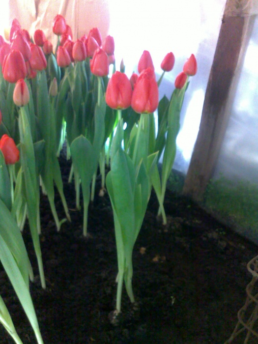 Шикарные тюльпаны к 8 марта!!!!, фотография 2