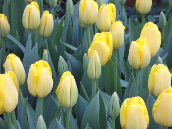 Тюльпаны по 160 тенге, фотография 3