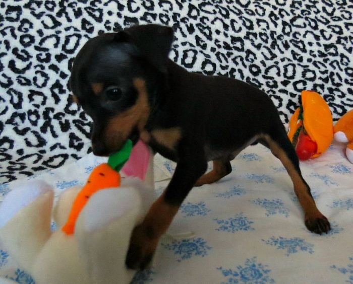 Той терьер щенки, фотография 3