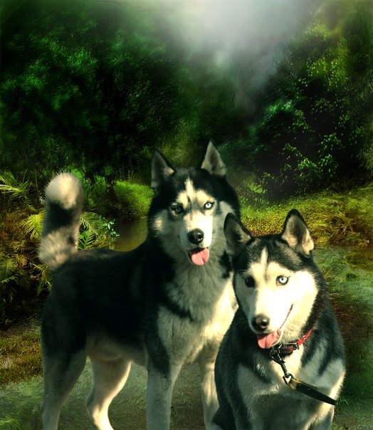 Щенки Хаски питомник , фотография 1