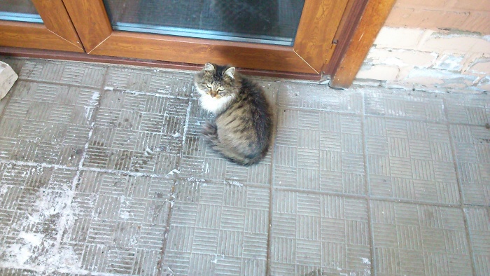 Отдам кошку в хорошие руки, фотография 1