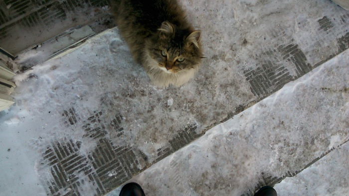 Отдам кошку в хорошие руки, фотография 2