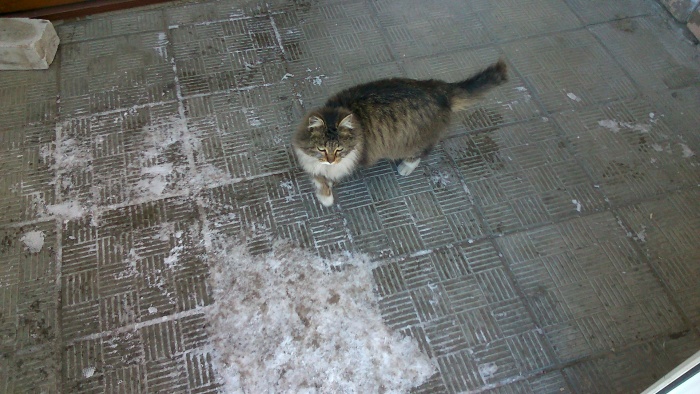 Отдам кошку в хорошие руки, фотография 3