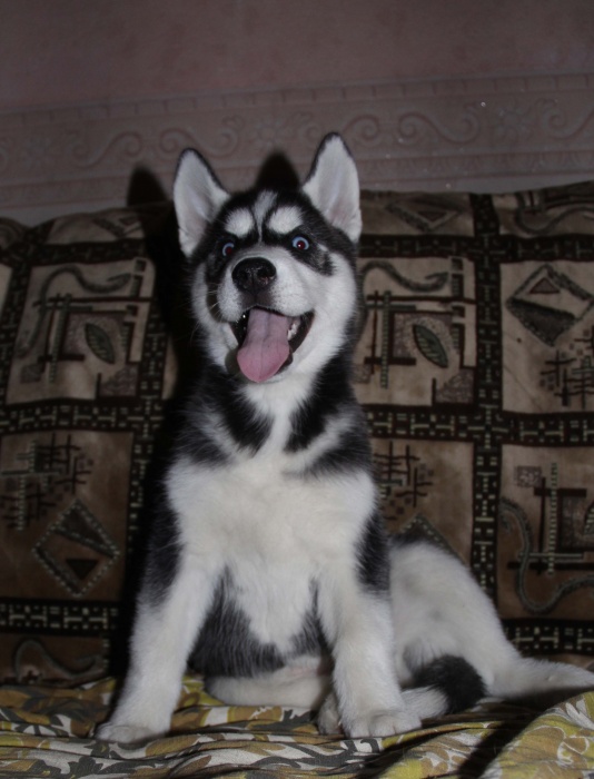 Щенки Хаски питомник , фотография 2