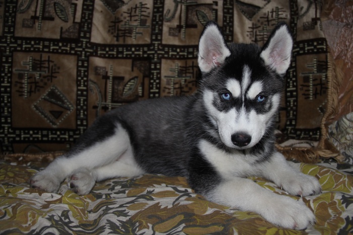 Щенки Хаски питомник , фотография 3