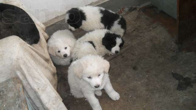 Продаются щенки , фотография 5