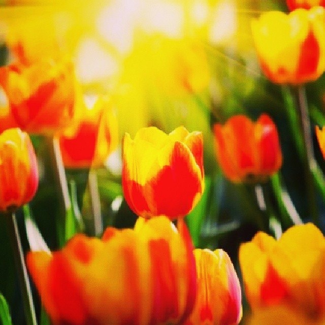 Купи тюльпаны по низким ценам!, фотография 2
