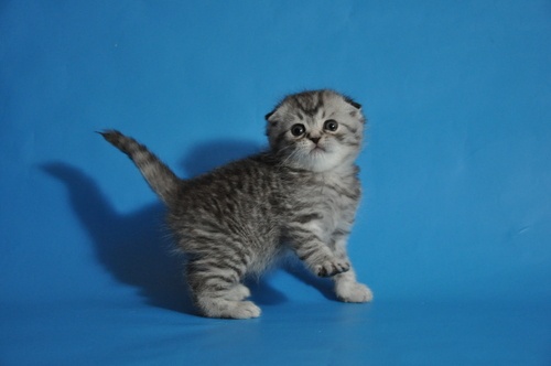 Продаются шотландские вислоухие котята, фотография 1