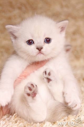 Продаются шотландские вислоухие котята, фотография 2