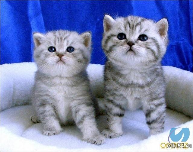 Продаются шотландские вислоухие котята, фотография 3