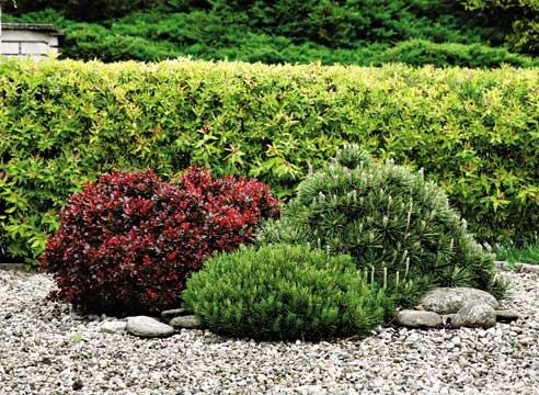 Озеленение. Услуги садовника., фотография 1