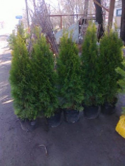 Туи Smaragd, сосны и саженцы плодовых деревьев, фотография 2