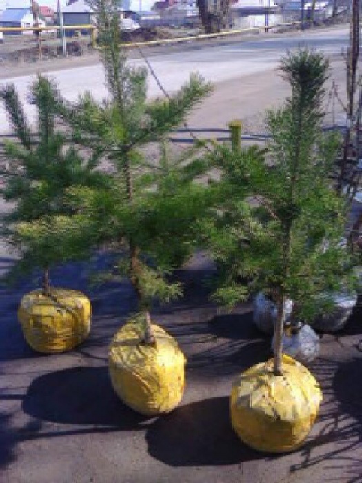 Туи Smaragd, сосны и саженцы плодовых деревьев, фотография 3