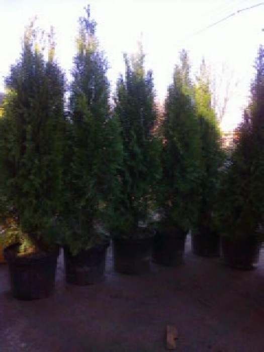 Туи Smaragd, сосны и саженцы плодовых деревьев, фотография 5