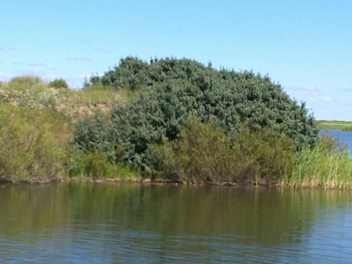 продаю дачу, фотография 2