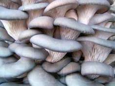 завод выращивания грибов вешенка, фотография 1