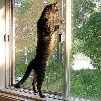 Москитные сетки, фотография 2