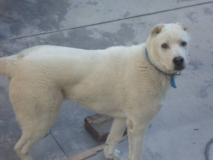Щенок Алабая, фотография 1