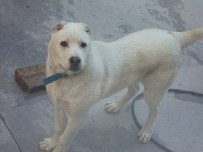Щенок Алабая, фотография 2