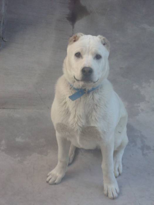 Щенок Алабая, фотография 3