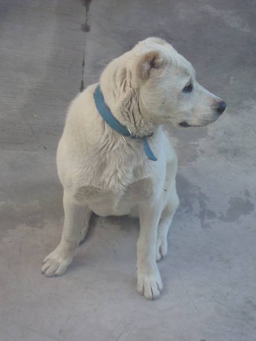 Щенок Алабая, фотография 4