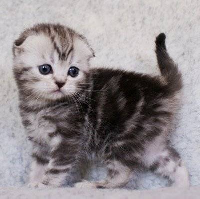 продам котят, фотография 1