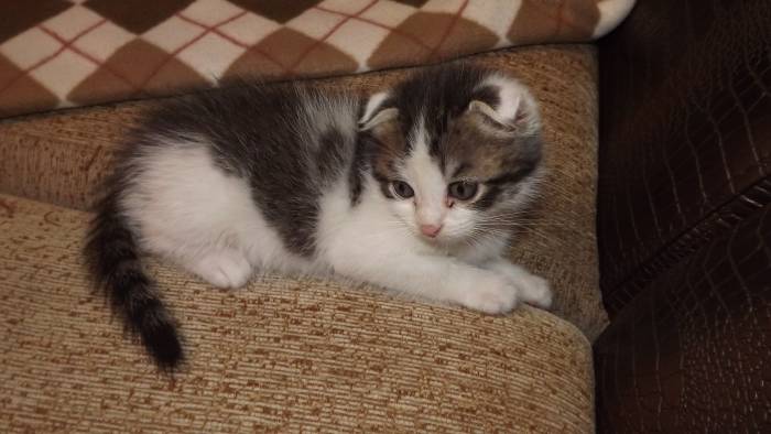 ШОТЛАНДСКИЕ КОТЯТА, фотография 1