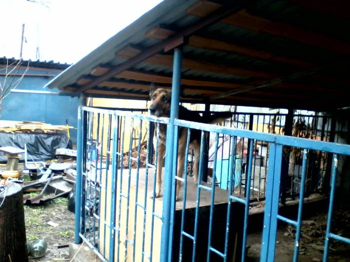 Щенки немецкой овчарки, фотография 1