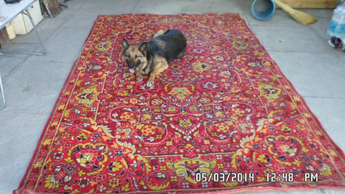 Щенки немецкой овчарки, фотография 2