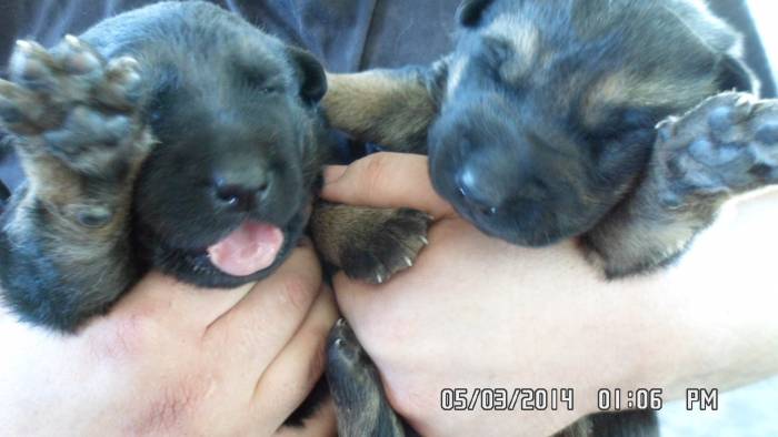 Щенки немецкой овчарки, фотография 3