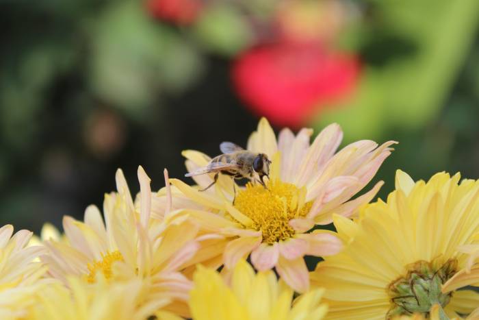 Фотоаппарат Canon 650D, фотография 5