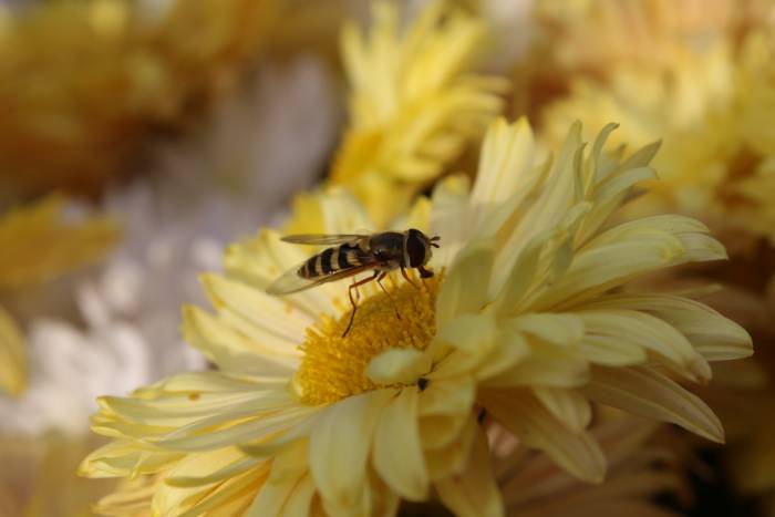 Фотоаппарат Canon 650D, фотография 6