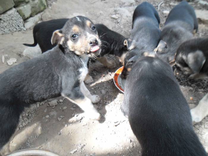 Отдам щенков в добрые руки!, фотография 1