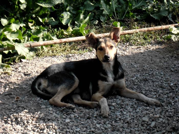 Отдам щенков в добрые руки!, фотография 3