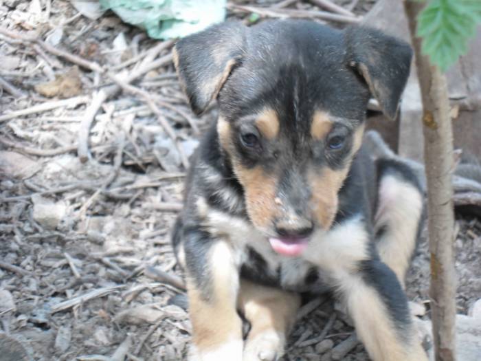 Отдам щенков в добрые руки!, фотография 4