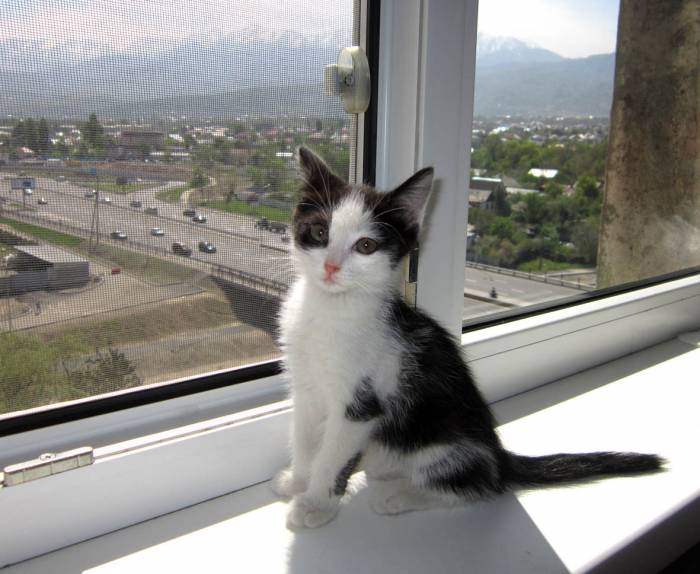 Очень ласковый и игривый котенок ищет любящих хозяев, фотография 1